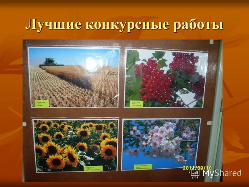 Дары кубани кубановедение 2