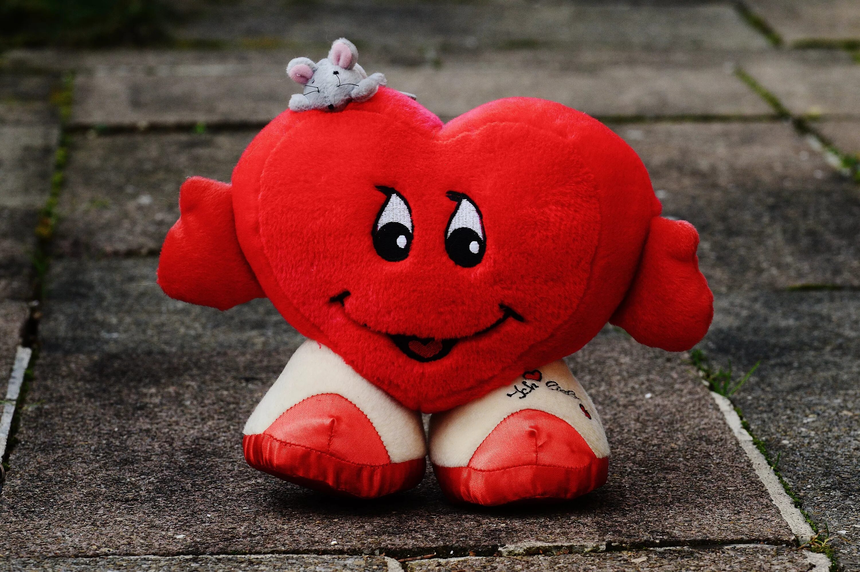 забавные любовные. влюбленные обезьяны. необычные пары животных. влюбленные котики. прикольные картинки про любовь.