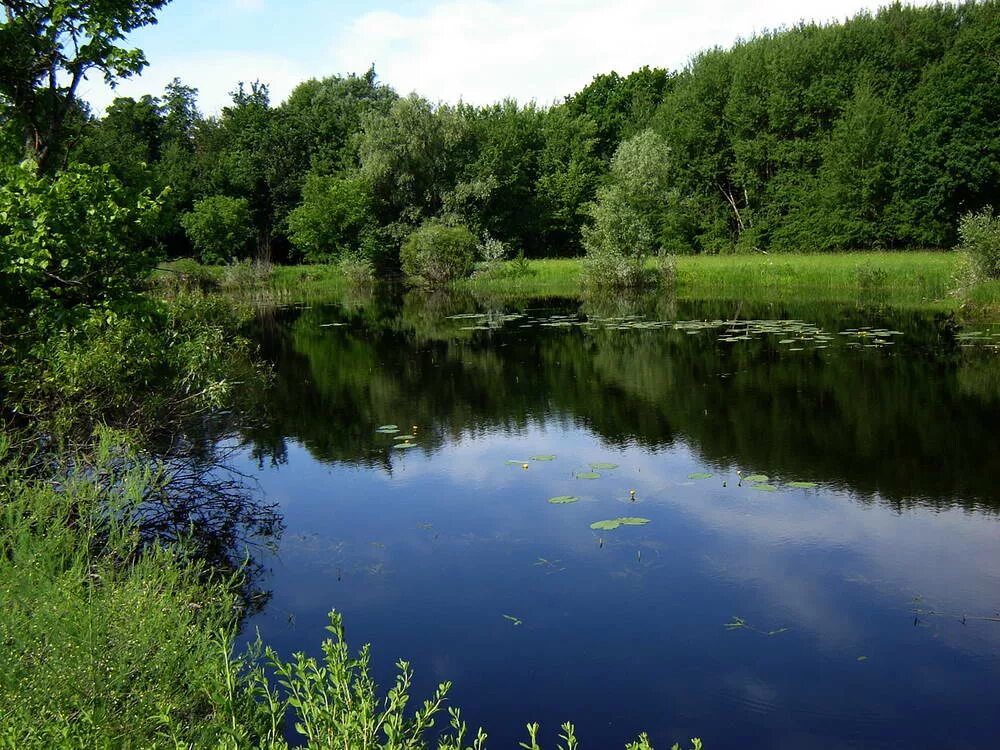 Озера средней полосы. Пейзажи средней полосы россии. Средняя река. Озера средней полосы. Хоперский заповедник лес.