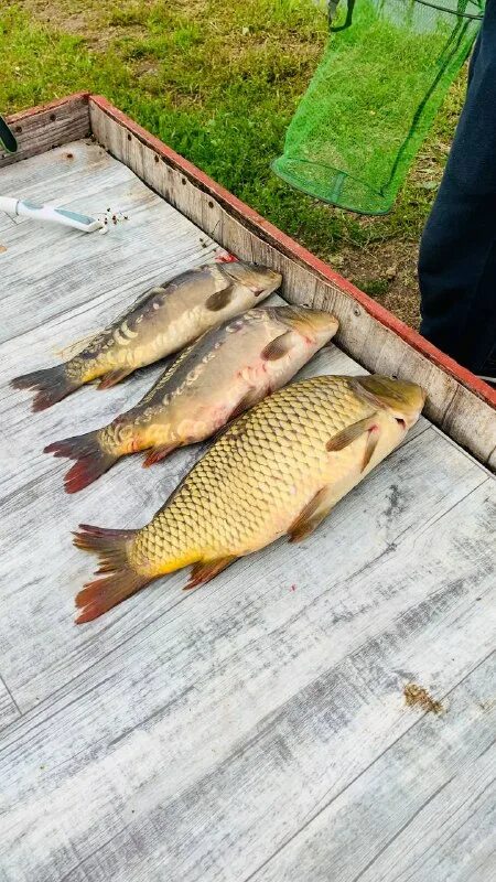 зеленый берег платная рыбалка русфишинг