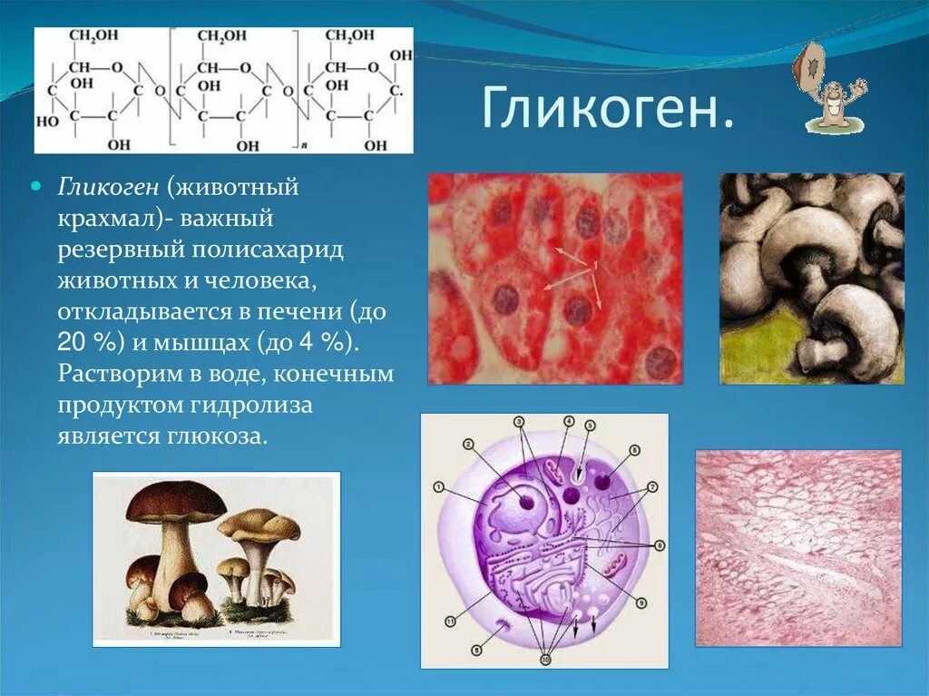 Гликоген. Запасает гликоген. Гликоген у животных. Гликоген это в биологии.