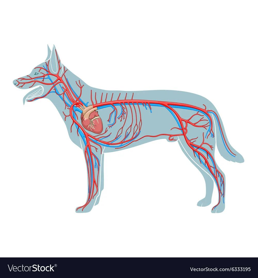 Строение кровеносной системы собаки схема. Нервная система собаки анатомия. Система кровообращения собаки. Круги кровообращения собаки схема. Сердце собаки расположено