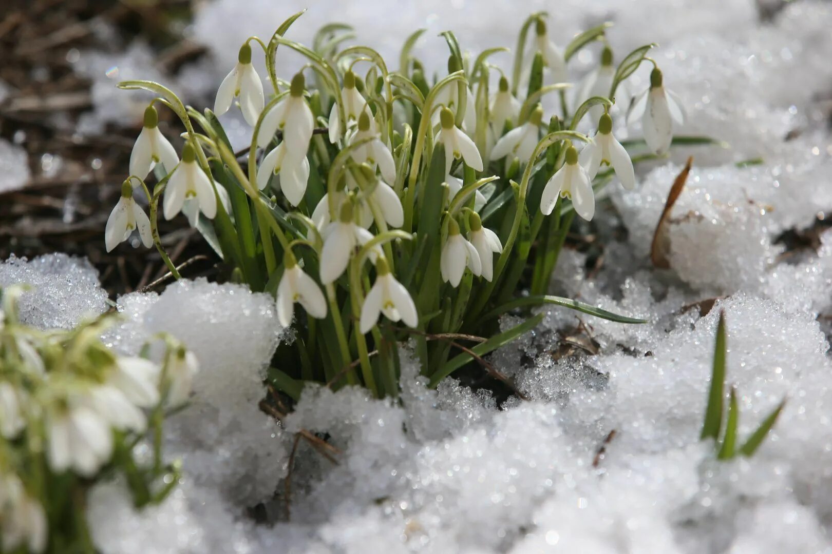 стали песни петь и расцвел подснежник. после зимней стужи на дорогах лужи. стих и расцвёл подснежник стихотворение. пробирается медведь сквозь лесной валежник стали птицы. апрель апрель на дворе звенит.