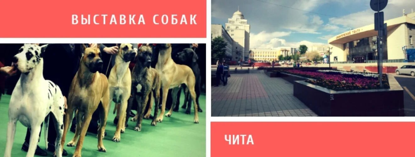 Академгородок выставка собак предстоящие. На выставке собак. Выставка собак в Чите 2022. Выставка собак Чита 2023 год. Собачьи выставки в Москве 2023.