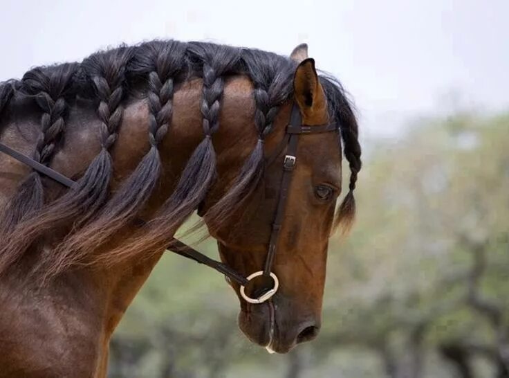 Horse hair. Прически для лошадей. Лошадь с заплетенной гривой. Лошадь с косичками. Прически для гривы лошади.