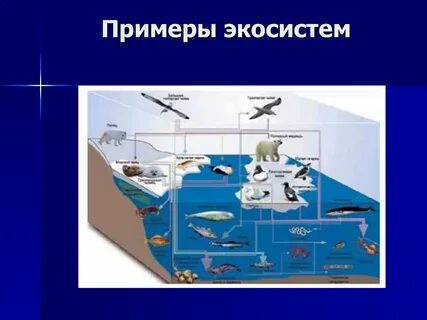 Живая экосистема примеры