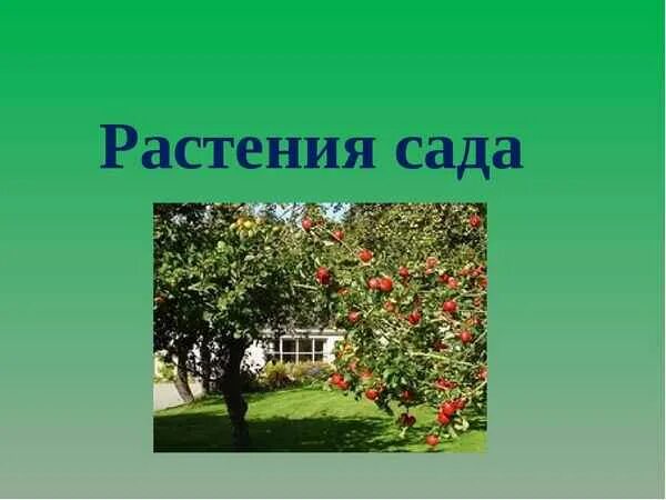 Растительное сообщество сад. Растения сада 2 класс. Тема для презентации сад. Растения сада презентация для детей.