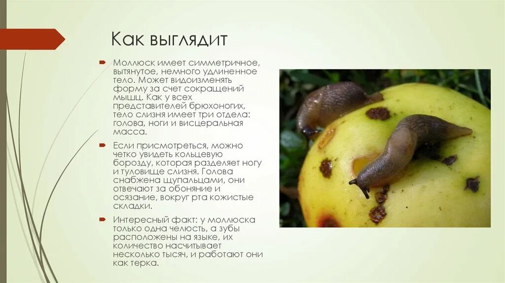 Какую пользу приносят земноводные. Хозяйственное значение капустных. Брюхоногие моллюски в жизни человека. Значение слизня в жизни человека. Значение слизня в жизни человека.