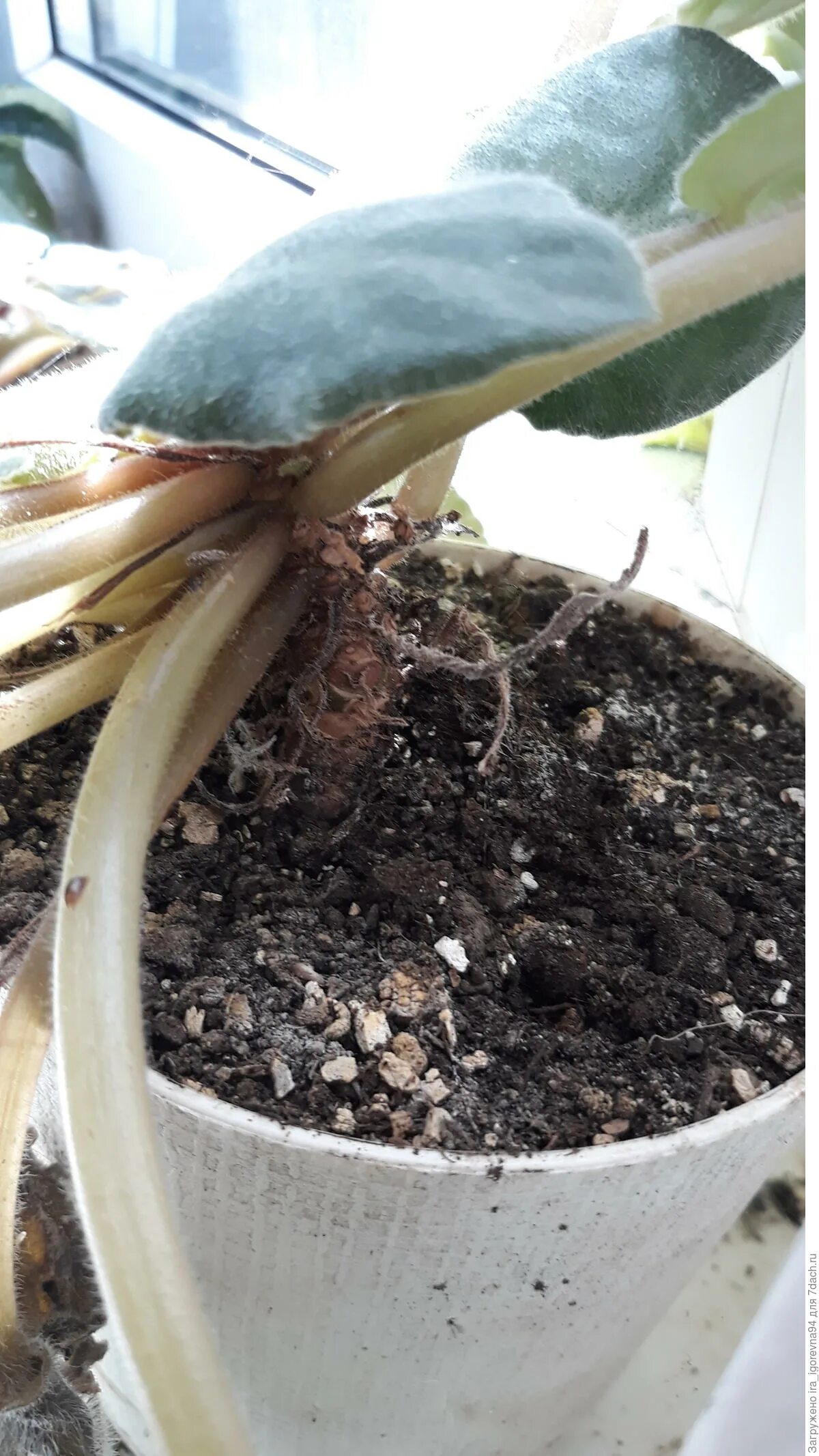 Старая фиалка омоложение. Фиалки переукоренение омоложение. Омолодить фиалку с длинным стволом. Как пересадить фиалку с длинным стволом. Омолодить фиалку с длинным стволом.