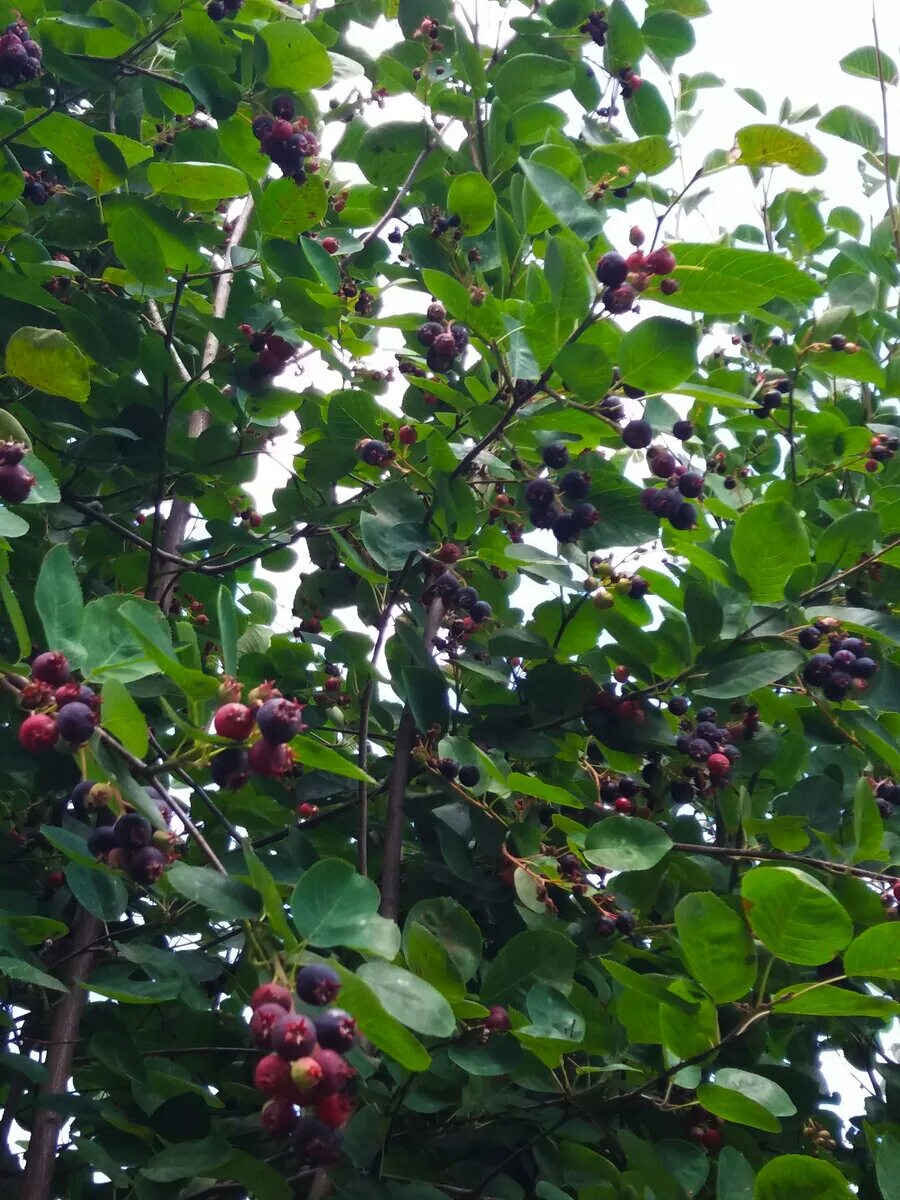 ирга ягода дерево. ягоду юргу. ирга ольхолистная красноярская. ирга ягода. ирга ягода полезные.