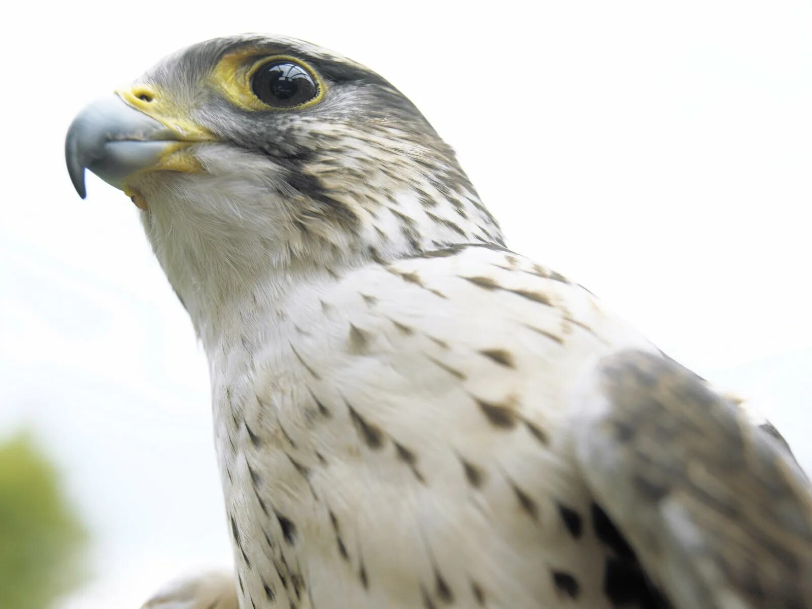 Камчатский кречет птица. Сокол белый кречет. Сокол в подмосковье. Охотничий сокол. Фотографии птенца сокола.