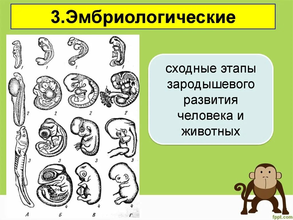 Эмбриологический период. Основные эмбриологические этапы. Эмбриологическое развитие человека. Эмбриологические доказательства. Первая стадия зародышевого развития в результате которой