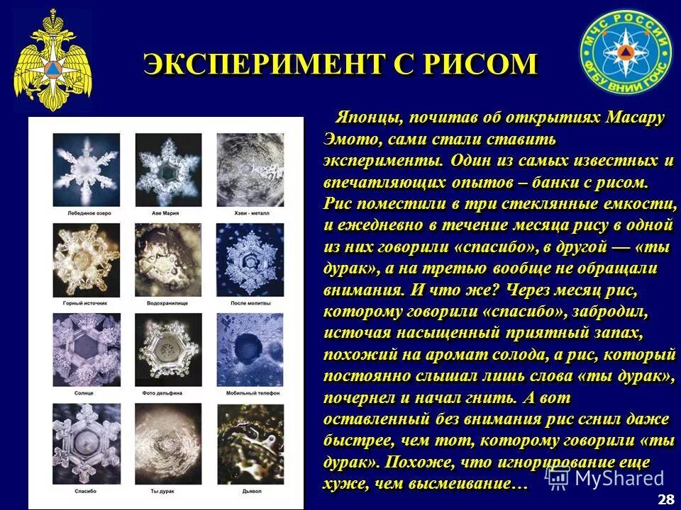 Как слова влияют на воду с рисом эксперимент. Эксперимент с баночками риса. Эксперимент с рисом и словами. Опыт с рисом и водой. Опыт с рисом и водой.