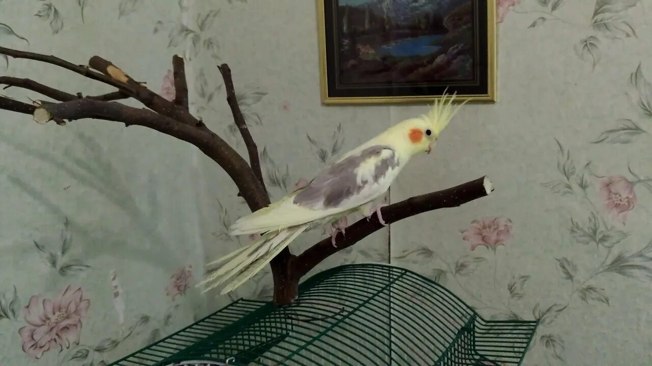 кореллы какие деревья. попугай корелла. Cockatiel. нимфа корелла попугай. корелла попугай зеленый.