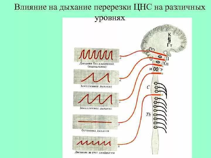 Воздействие дыхательную