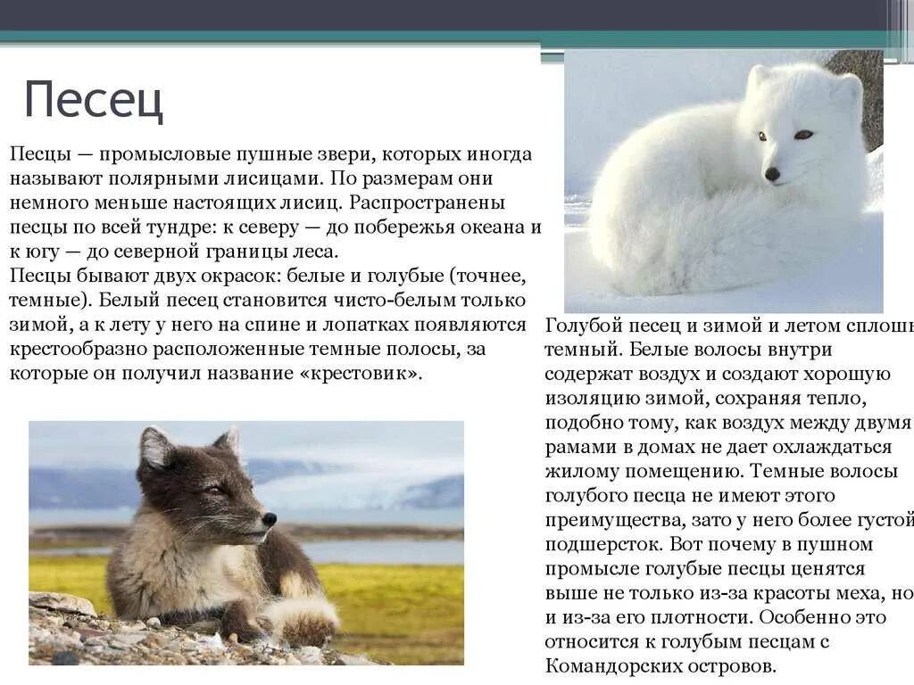 Сообщение про песца