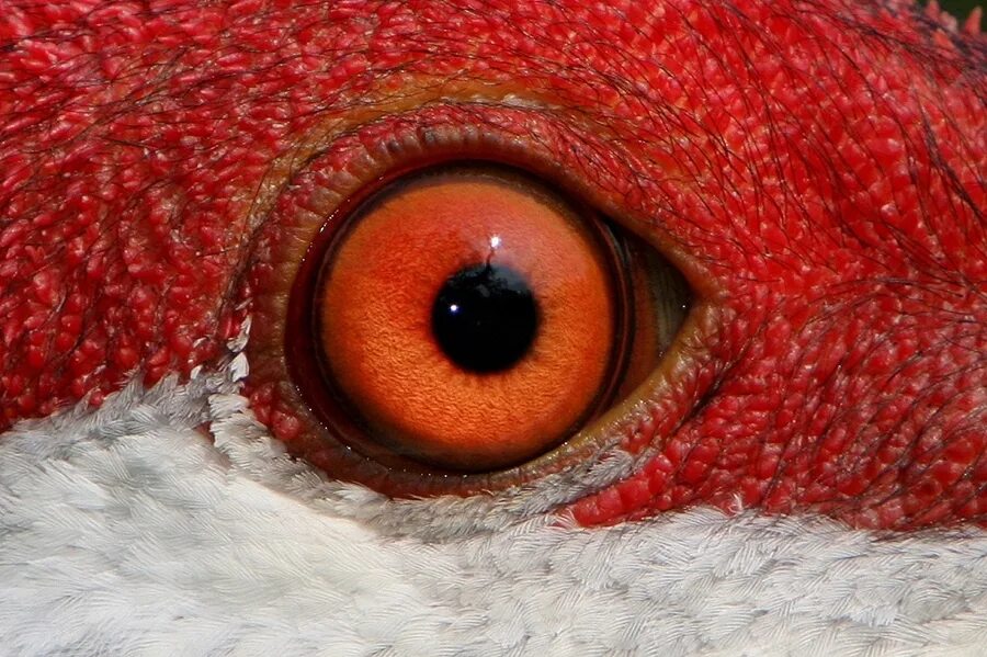 зрачки птиц. глаза хищных птиц. глаз вороны. птичий глаз. зрачки птиц.