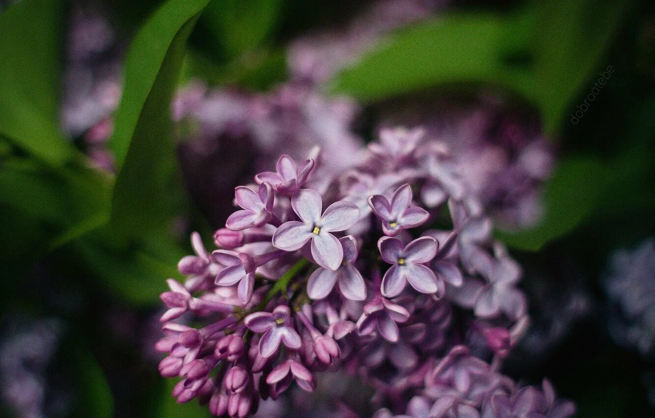 Милая сирень. Сирень Элинор. Сирень Глори. Японская сирень. Сирень ами шот.