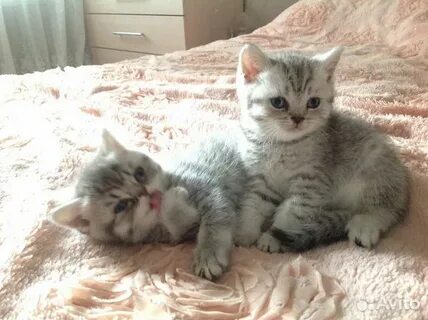 Котята белгород