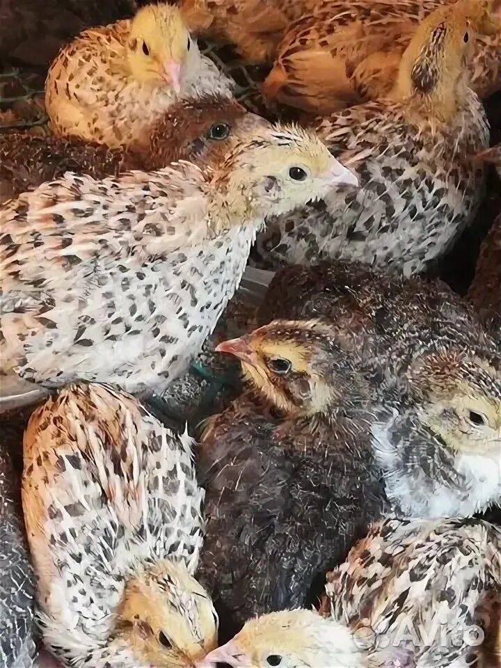 Купить курочка Вкуснейшая Домашняя !!! в Самаре - объявление № Т-6926768 (456618