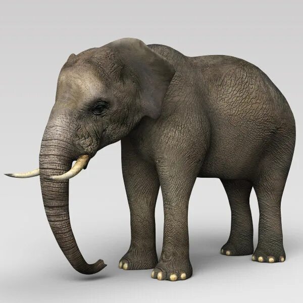 Слон 3д модель. 3d-моделирование слон. Модель слона. Слон 3d модель.