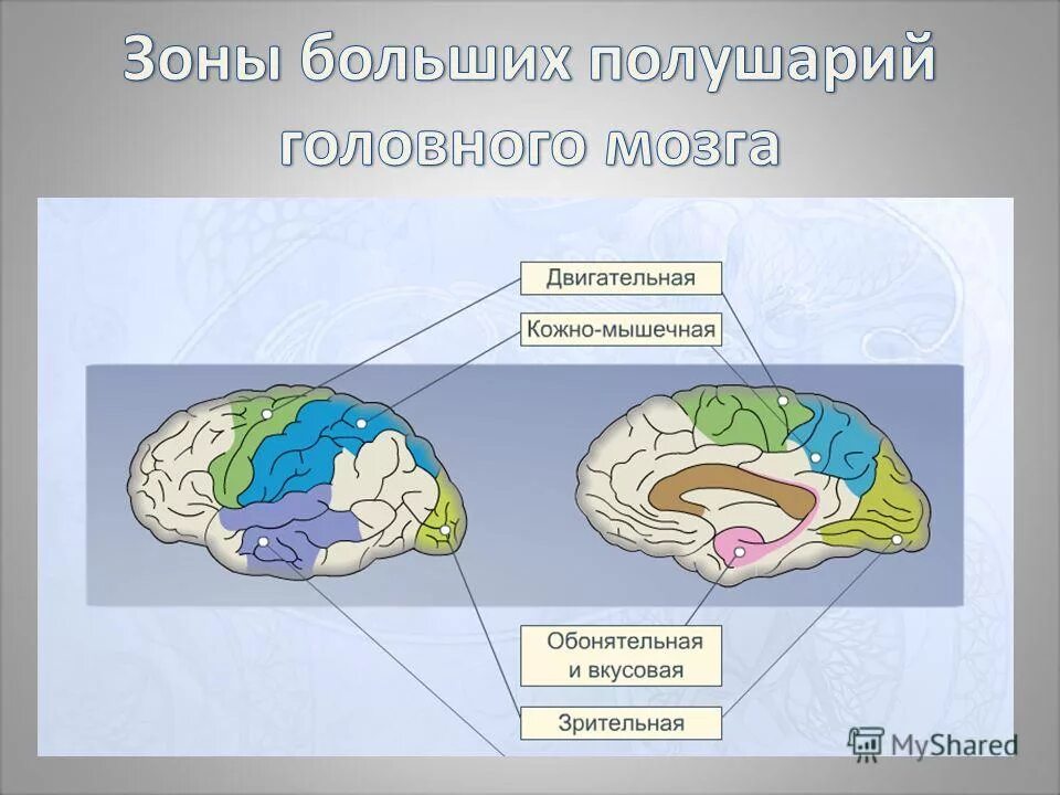 анализаторы и зоны коры. зрительная зона коры головного мозга. обонятельная зона мозга. лобная доля головного мозга анатомия. строение лобной доли коры головного мозга.
