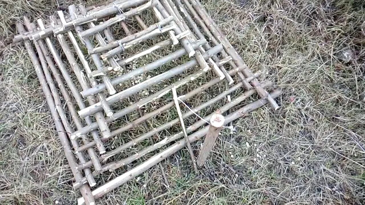 Чертежи ловушки фазана. ЛОВУШКА для фазана пирамида. ЛОВУШКА лучок на фазана. ЛОВУШКА на фазана Фаэтон. Живоловушка на фазана