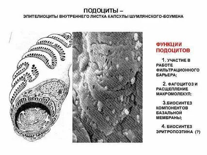 Эпителиоциты