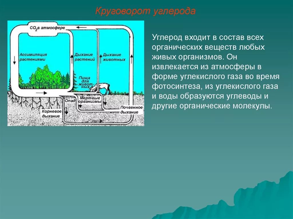 Каким путем связанный углерод возвращается в атмосферу. Круговорот углерода. Круговорот углерода в природе. Организмы входящие в круговорот углерода. Круговорот углекислого газа в биосфере.