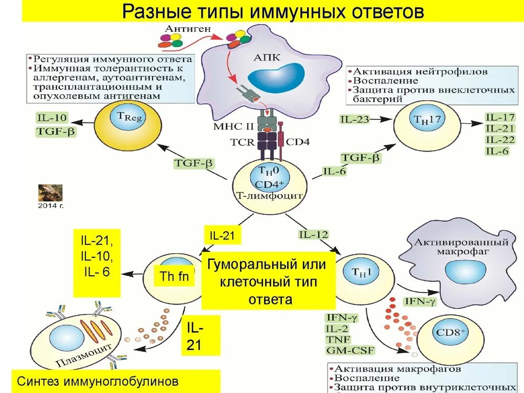 Иммунный читать. Схема иммунного ответа гуморального типа. Клеточный и гуморальный иммунный ответ схема. Типы клеток в гуморальном иммунном ответе. Гуморальный Тип механизмы иммунного ответа.