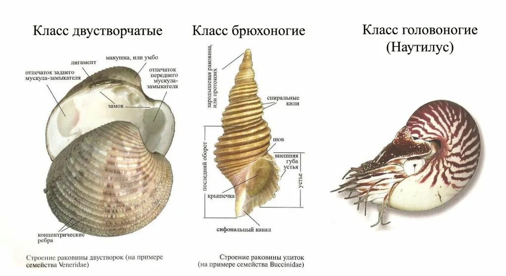 Строение раковины брюхоногих моллюсков. Строение раковины класса брюхоногие моллюски. Строение раковины брюхоногих моллюсков биология 7. Строение раковины морского гребешка. Раковина брюхоногих двустворчатых