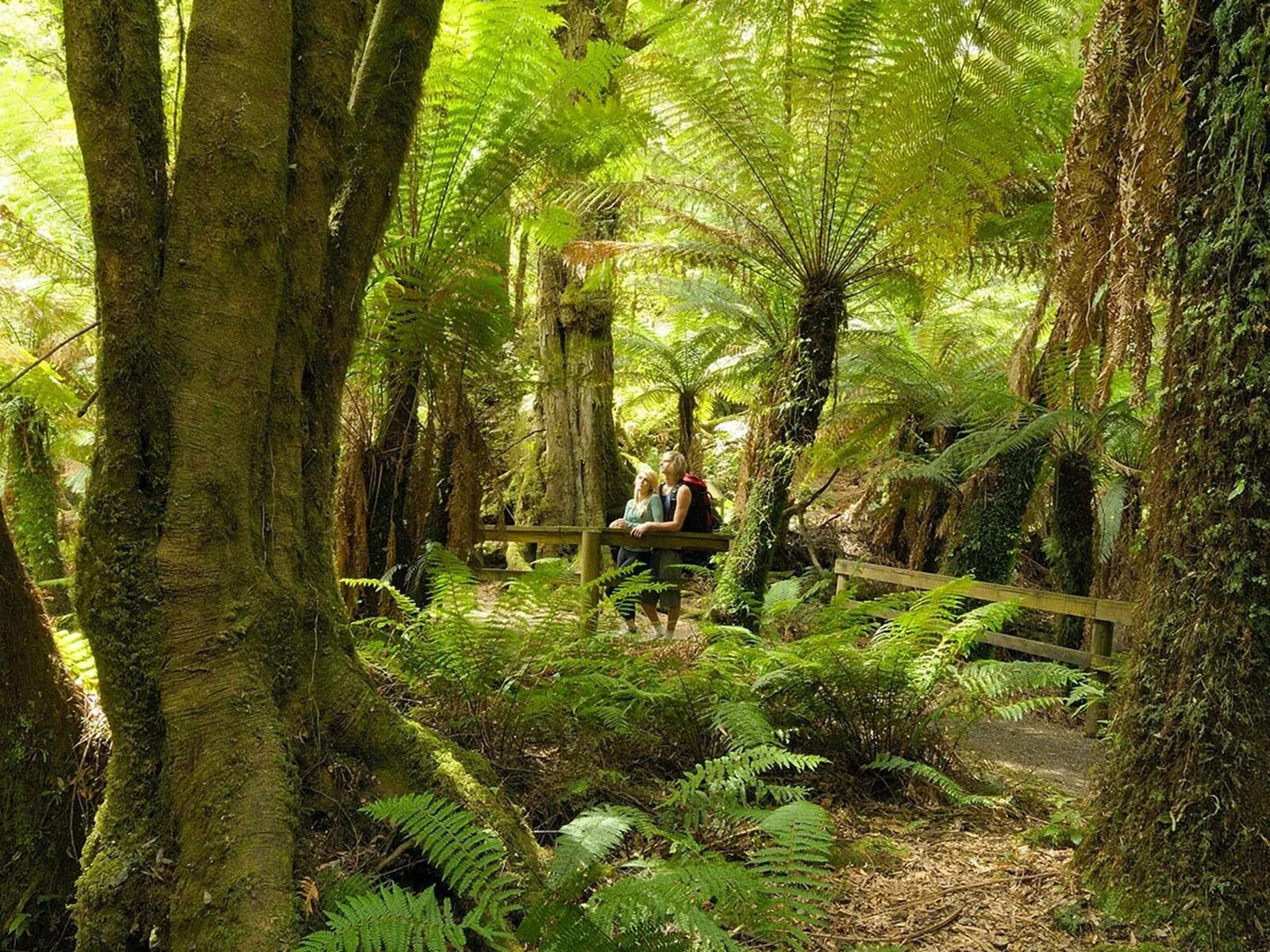 Субтропический лес Австралии. Субтропический лес новой Зеландии. Субтропические жестколистные леса Австралии. Субтропический лес Сочи лианы.