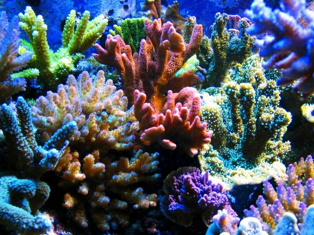 The coral has. Коралловые полипы рифы. Колониальные коралловые полипы. Коралловые полипы (Anthozoa). Коралловые полипы в индийском океане.