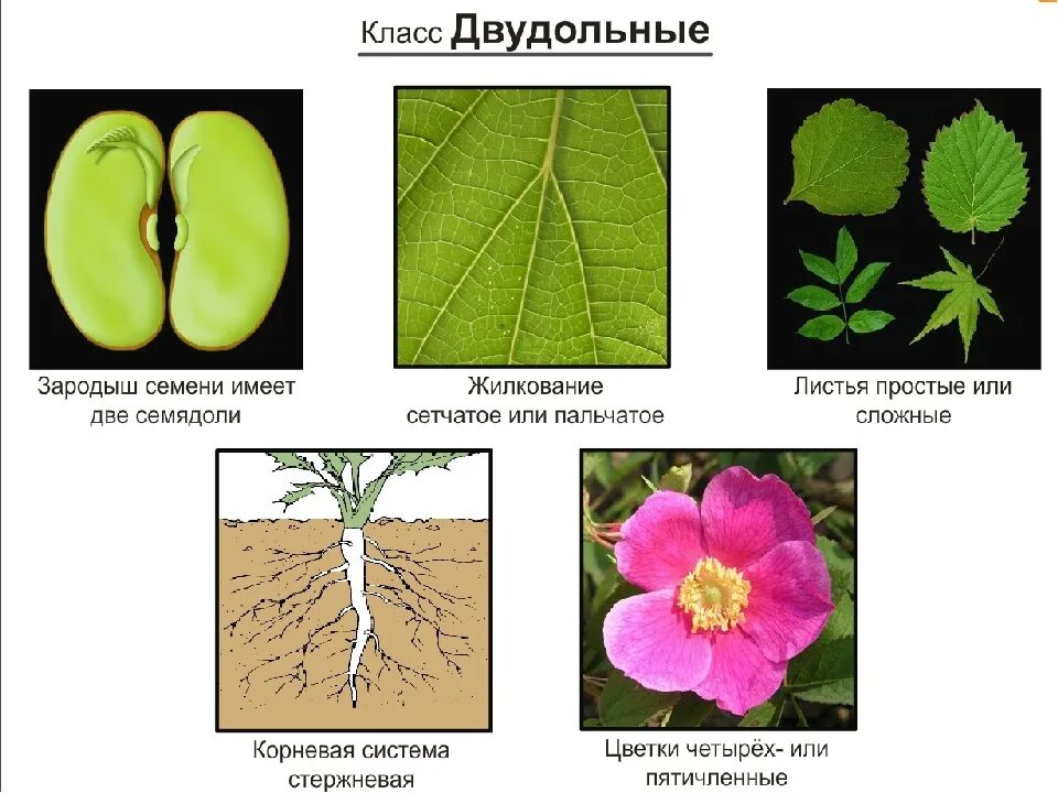 Двудольные цветковые растения. Двудольные травянистые растения. Однодольные и двудольные декоративные растения. Двудольные растения цветковых.