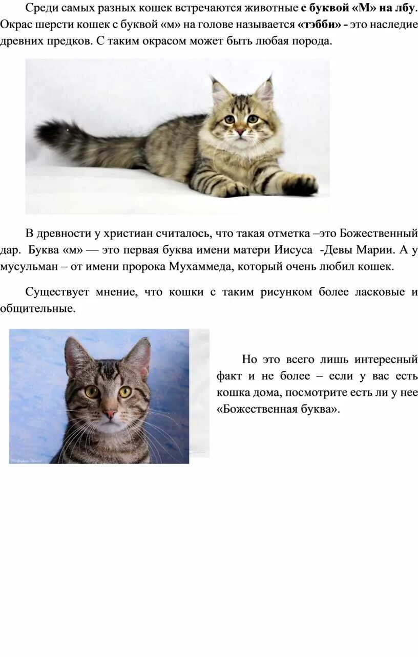 Какой характер у котенка