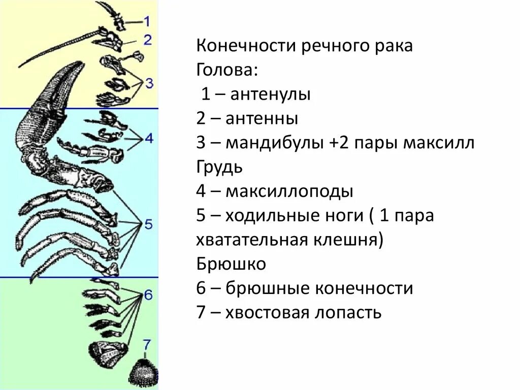 Конечности ракообразных. Ходильные конечности ракообразных. Брюшные конечности у ракообразных. Ходильные ноги ракообразных. Хромосомы речного рака