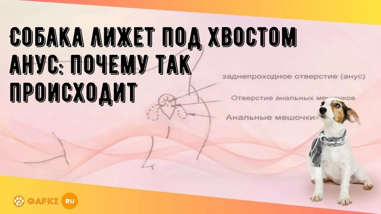 Почему собака все лижет. Почему собаки лижутся. Почему собака лижется постоянно. Пёс лижет пса под хвостом.