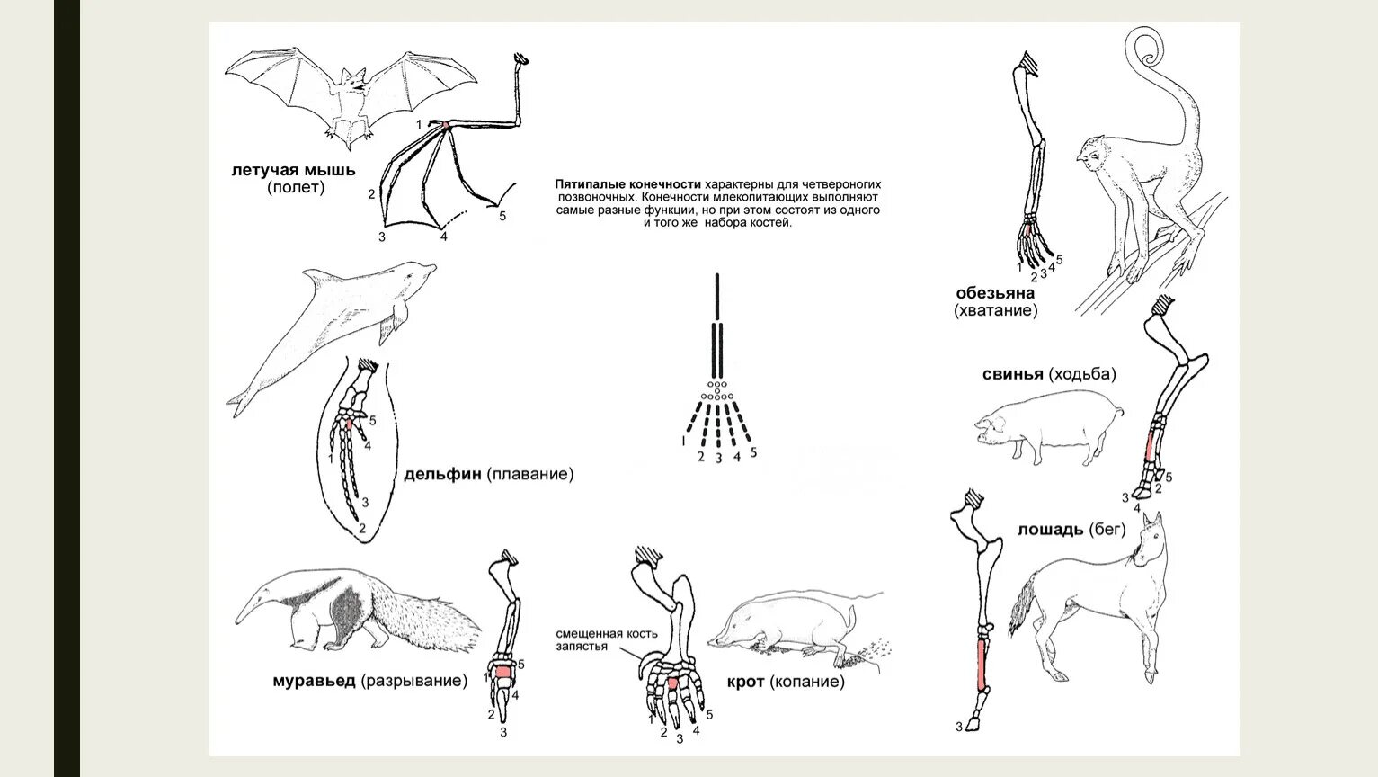 Скелет передней конечности млекопитающих. Типы конечностей млекопитающих. Строение передних конечностей млекопитающих. Строение скелета передних конечностей млекопитающих. Появление в процессе эволюции пятипалых конечностей