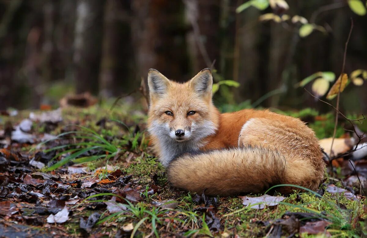 животные р т. животные р т. кролик трианта. башкирский заповедник маралы. тигр обои.