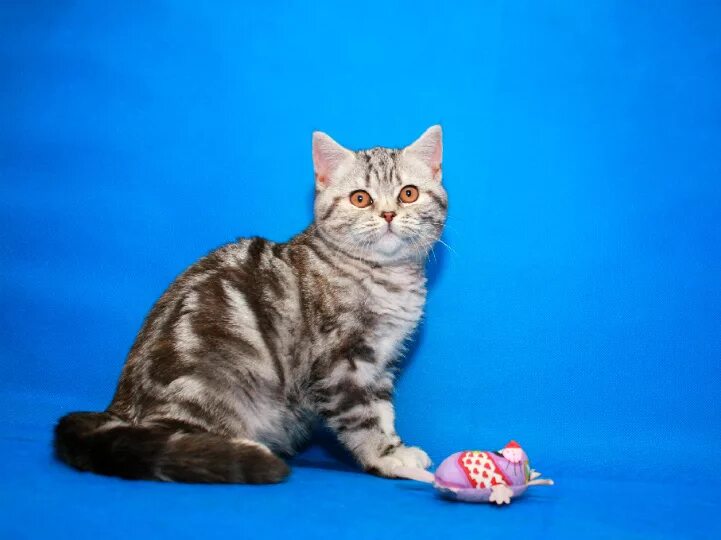 Скоттиш страйт. Шотландская скоттиш страйт кошка. Британский кот прямоухий серый. Скоттиш-страйт шотландская прямоухая. Шотландские котята скоттиш страйт.