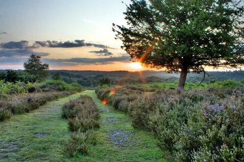 New forest