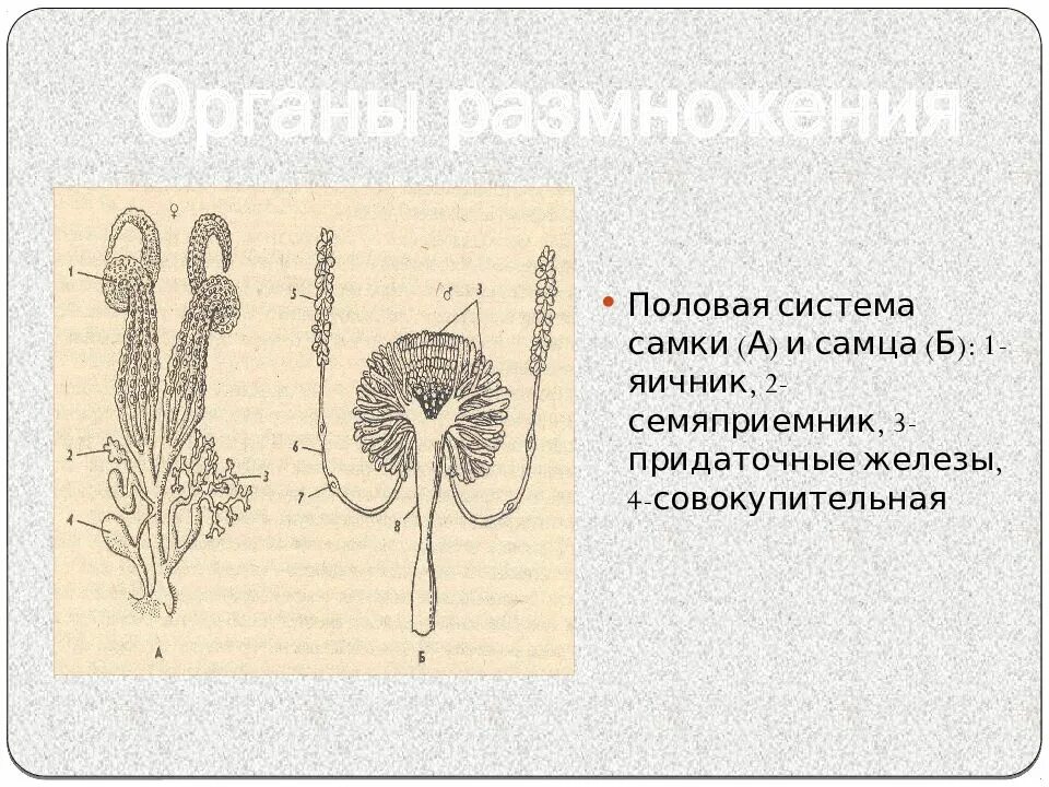 Система размножения 8 класс. Половая система самок. Половая система насекомых строение. Система органов размножения человека органы. Половая система самки млекопитающего.