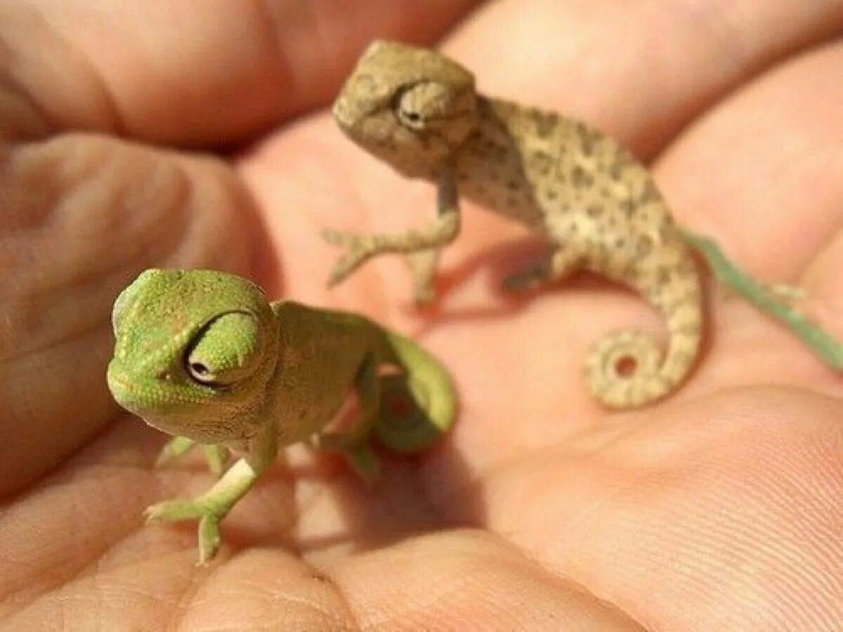 Геккон эублефар розовый. Карликовый геккон (Sphaerodactylus ariasae). Геккон эублефар милые. Эублефар и хамелеон.