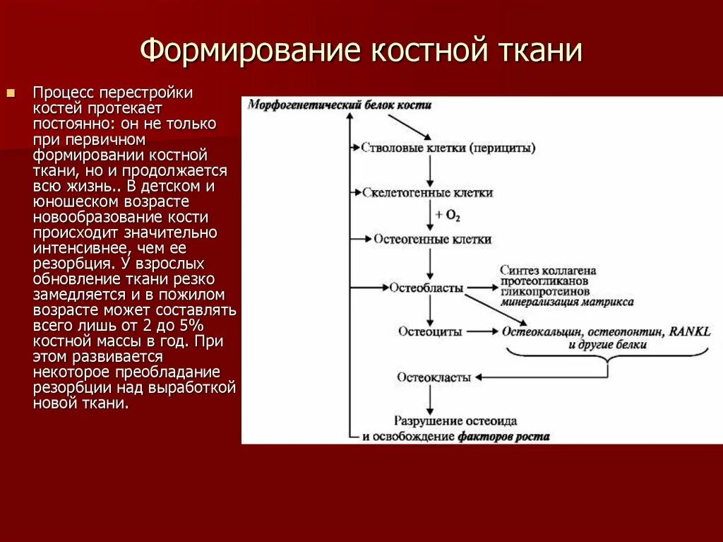 Минерализация костной ткани схема. Процесс минерализации костной ткани биохимия. Образование костной ткани схема. Внеклеточные ферменты костной ткани.