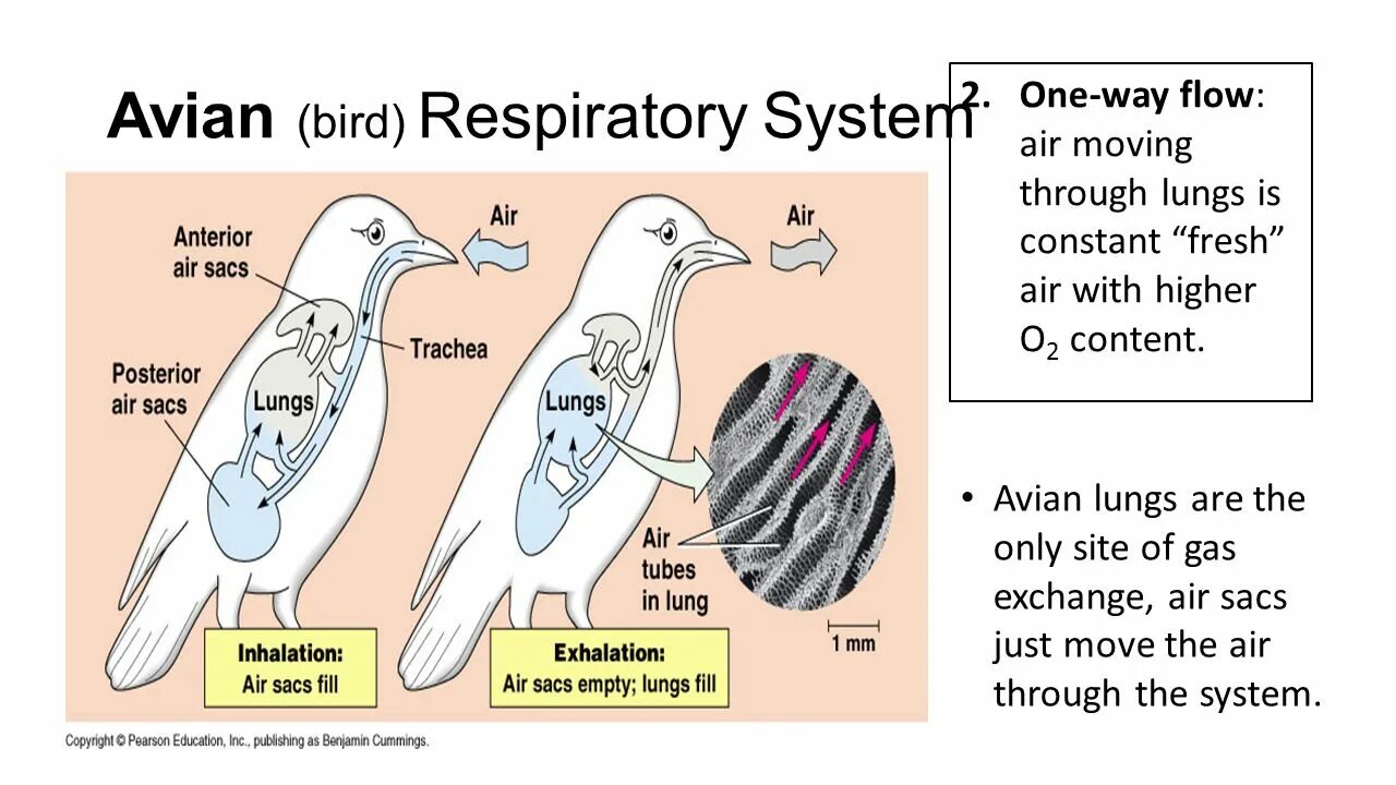 Flow way. Respiratory System of Birds. Reptile Respiratory System. Respiratory System of animal. Respiratory System of mammals.