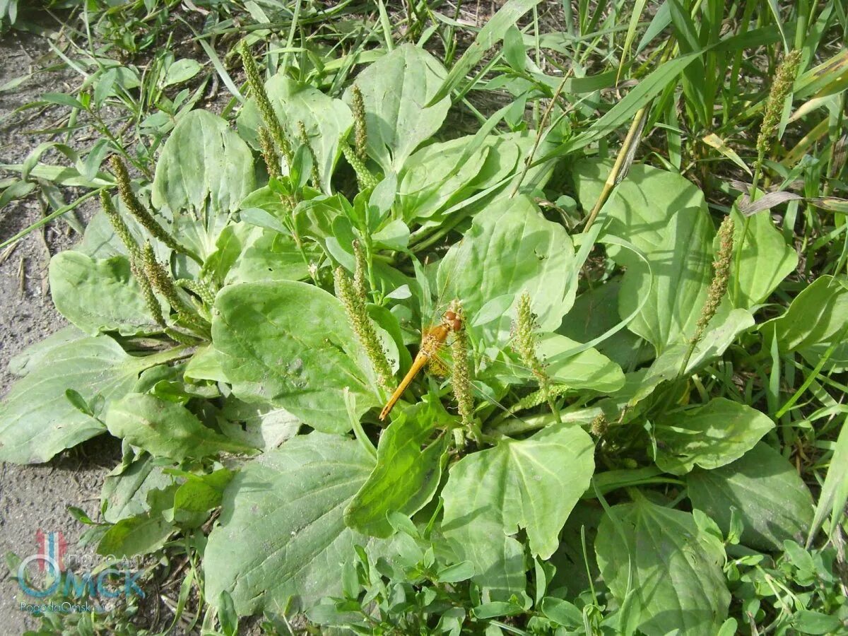 Подорожник укороченный. Подорожник укороченный. Подорожник лесной. Сем. Подорожник луговой.