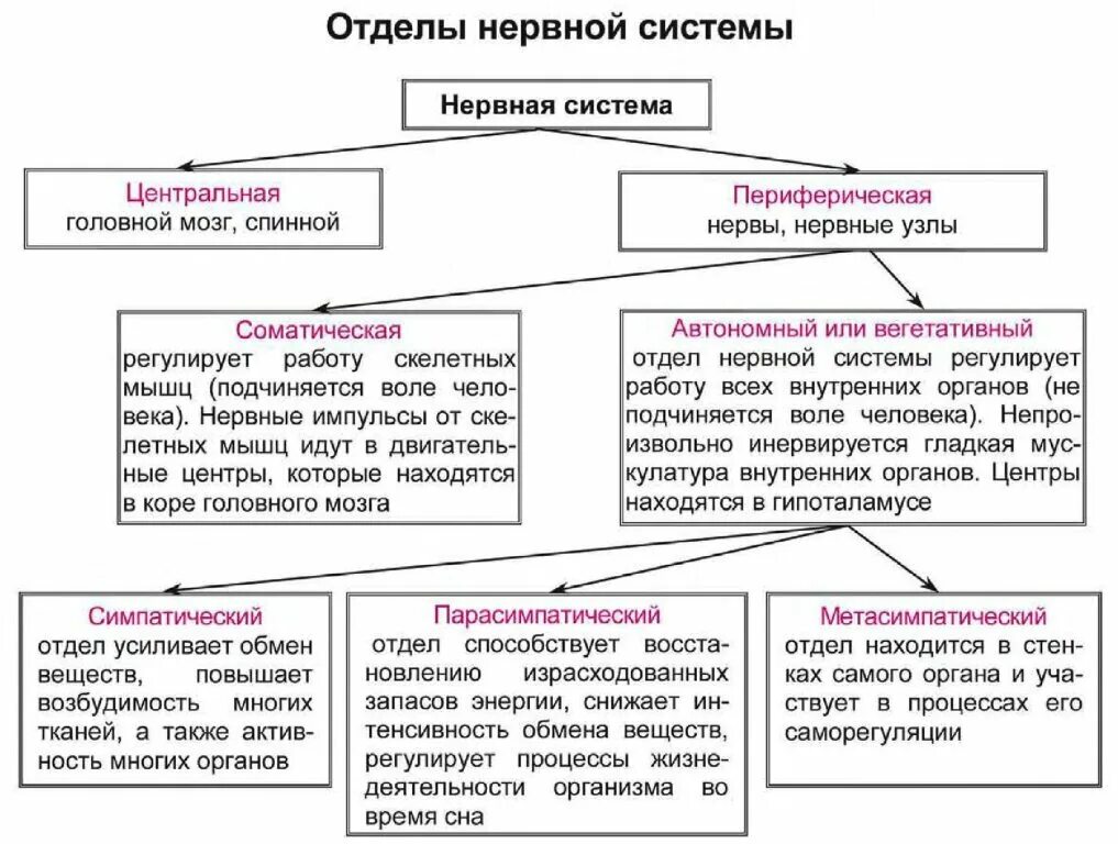 Установи какой орган обеспечивает. Общая характеристика и функции нервной системы. Ее отделы. Строение центральной и периферической нервной системы таблица. Отделы центральной нервной системы и их функции таблица. Строение и функции нервной системы таблица.