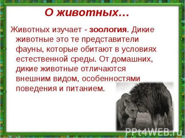 Чем звери отличаются от других. Отличие зверей от других животных. Чем отличаются Дикие животные от домашних. Зачем изучать животных. Зачем мы изучаем зоологию.