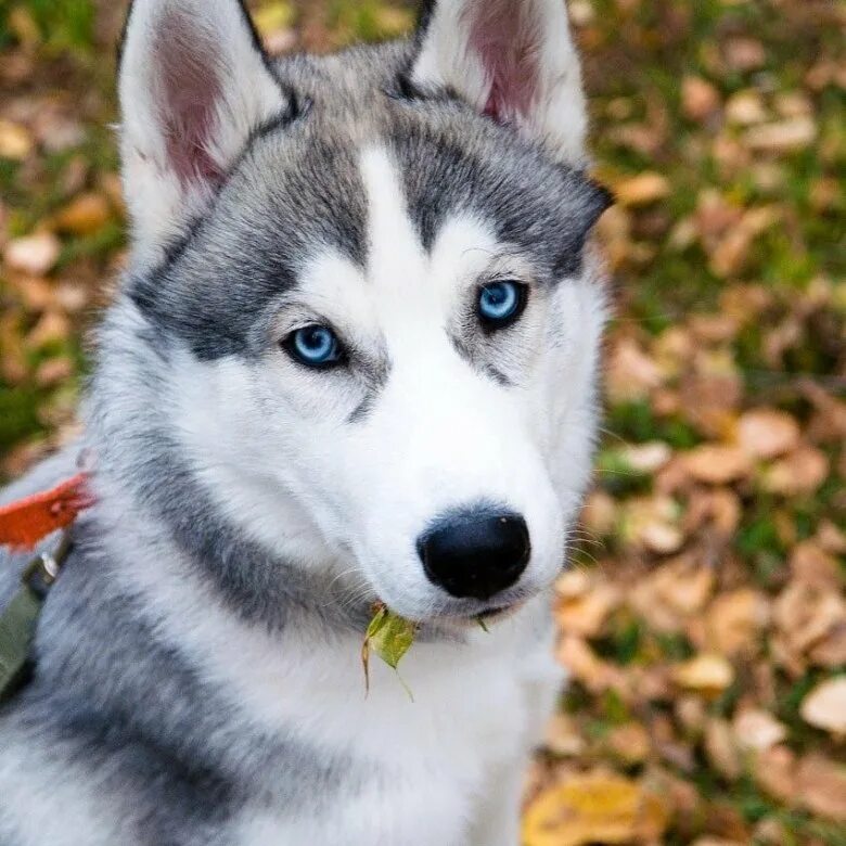 Чистокровный сибирский хаски. Порода хаски. Хаски щенок. Стоит щенок хаски. Стоит щенок хаски.