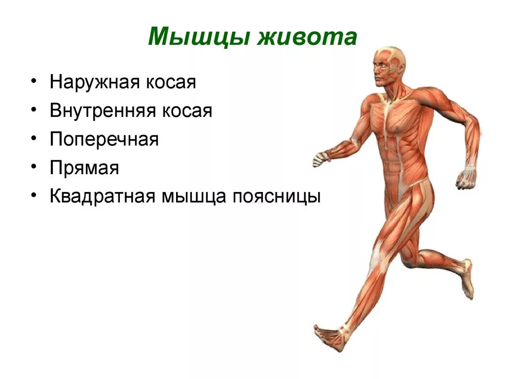 Опорно-двигательная система человека. Мышечная система живота. Квадратная мышца живота. Квадратная мышца живота функции.